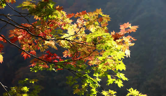 海谷渓谷の紅葉